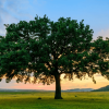 environmental_factors_affecting_trees